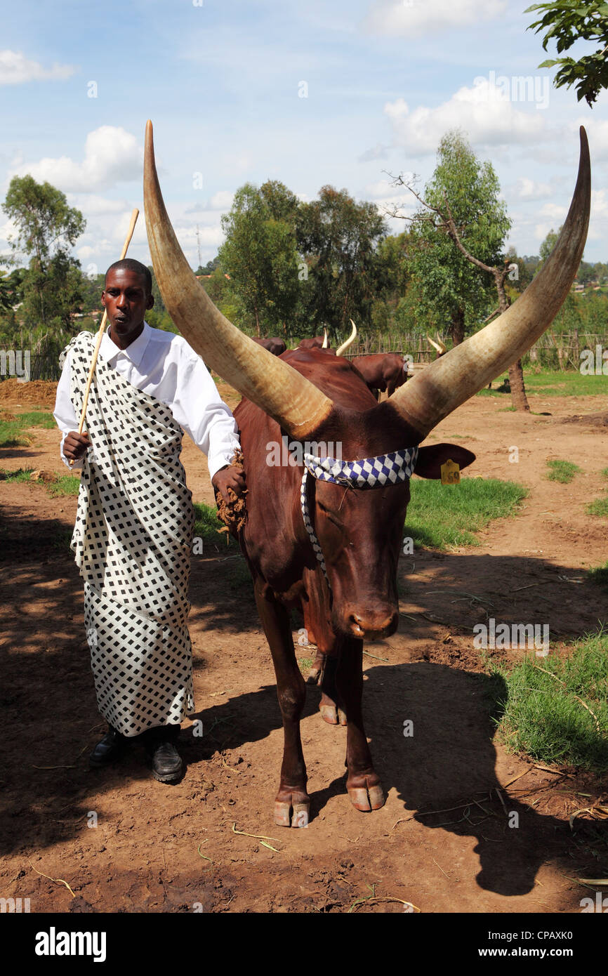 Un vacher de sifflets pour contrôler un longicorne africain vache dans une palissade au King's Palace, Nyanza, au Rwanda. Banque D'Images