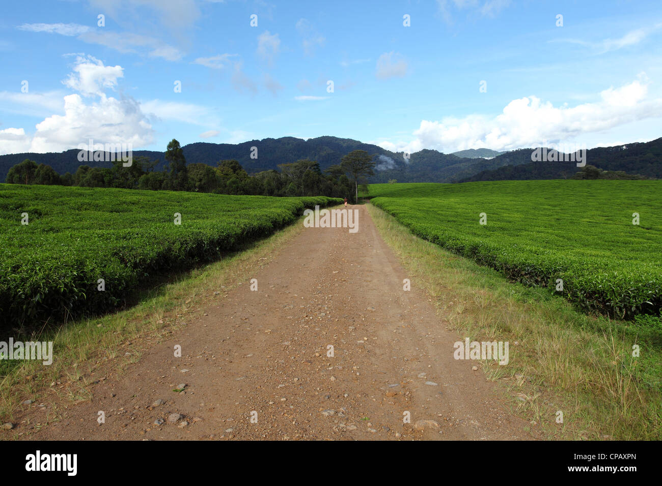 Route à travers une plantation de thé sur le bord du Parc National de Nyungwe, au Rwanda. Banque D'Images