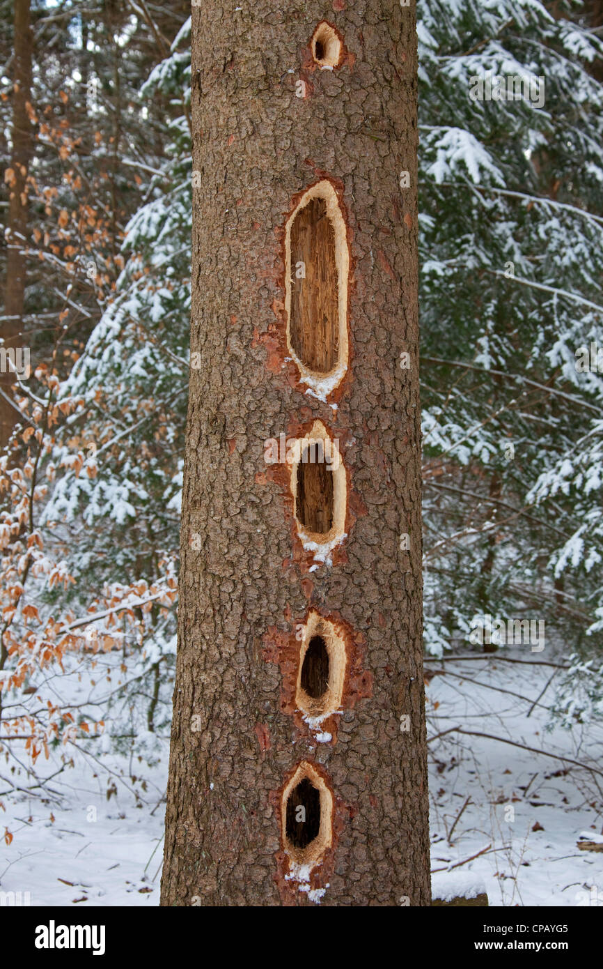 Pic noir (Dryocopus martius) altérés rangée de grands trous avec bec en tronc d'arbre de pin dans les forêts de conifères, Allemagne Banque D'Images