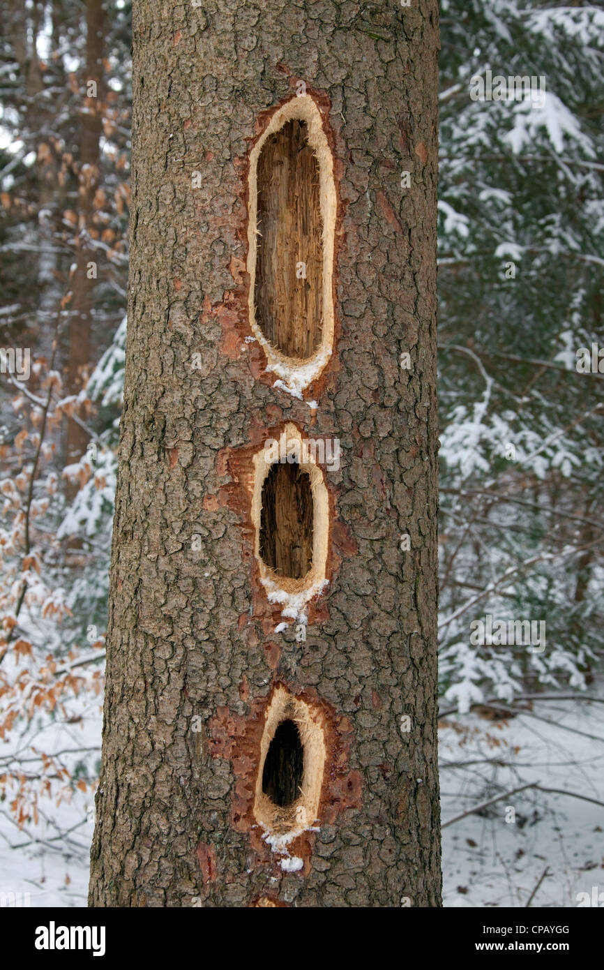 Pic noir (Dryocopus martius) altérés rangée de grands trous avec bec en tronc d'arbre de pin dans les forêts de conifères, Allemagne Banque D'Images