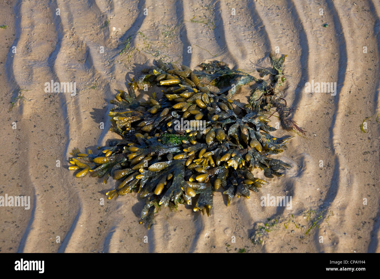 Rack / bladderrack la vessie (Fucus vesiculosus) lavés sur plage à marée basse, la mer des Wadden Parc National, Allemagne Banque D'Images