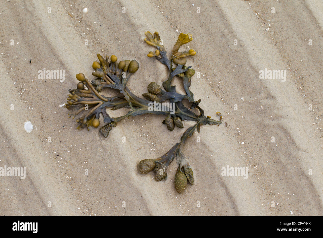 Rack / bladderrack la vessie (Fucus vesiculosus) lavés sur plage à marée basse, la mer des Wadden Parc National, Allemagne Banque D'Images