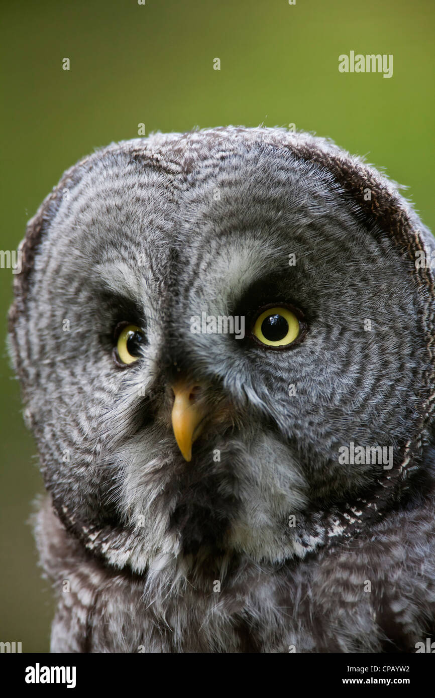 Chouette lapone Laponie / owl (Strix nebulosa) Gros plan montrant un disque facial, dalarna, Suède Banque D'Images