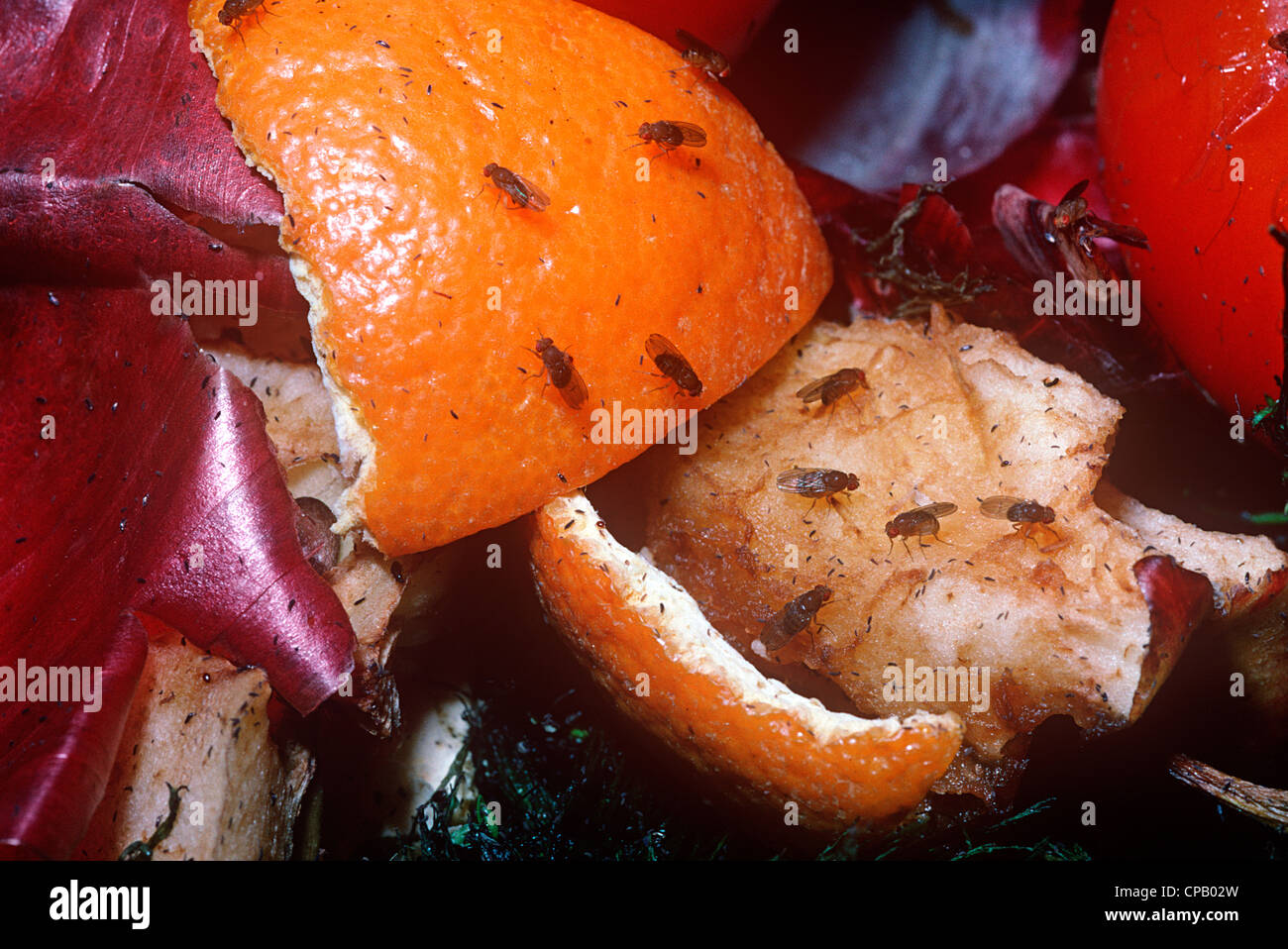 Petite mouche à fruits (Drosophila funebris. : Drosophilidae) se nourrissant d'un tas de compost, UK Banque D'Images
