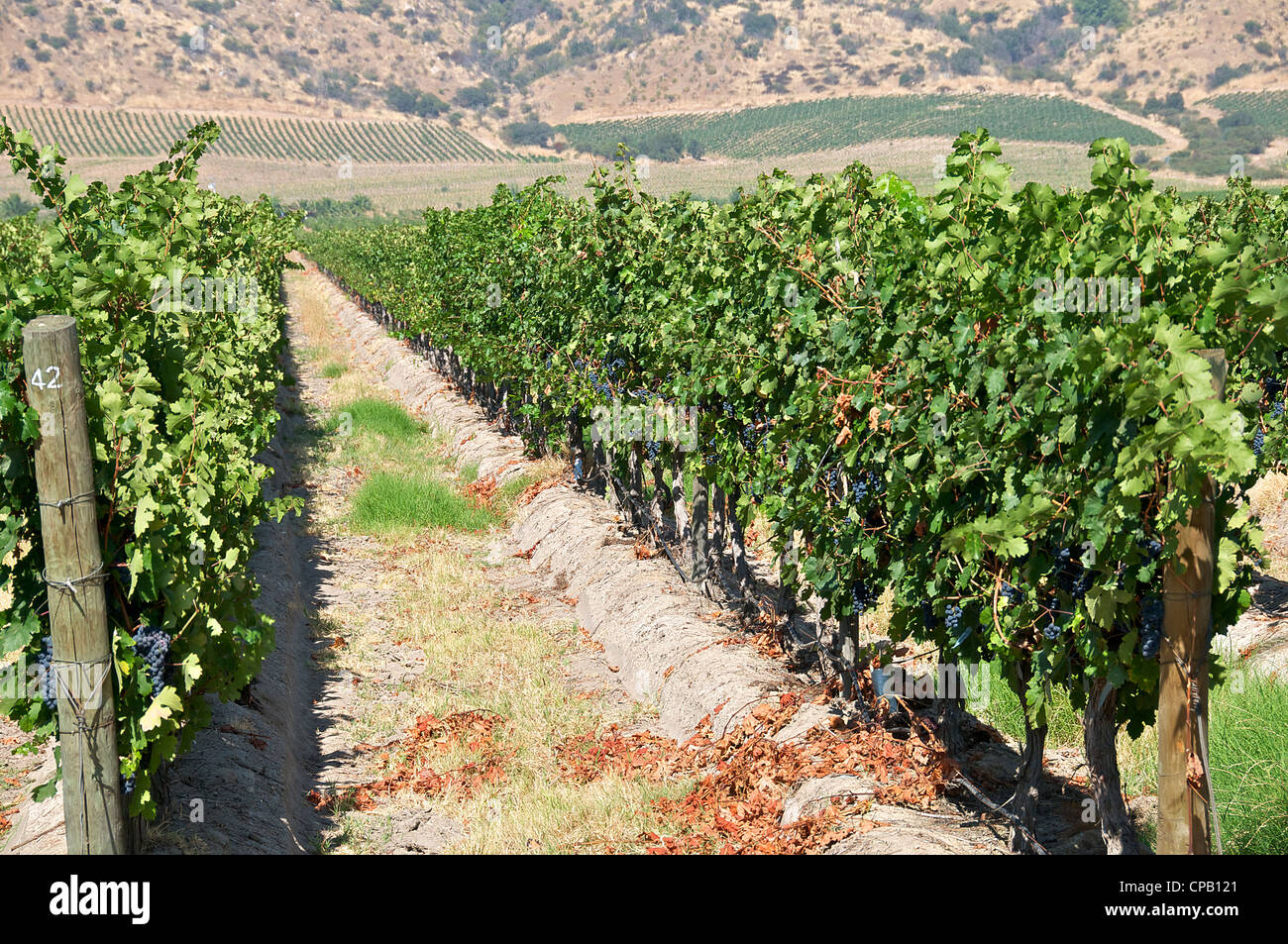 Vignes carménère vallée de Colchagua Chili Banque D'Images