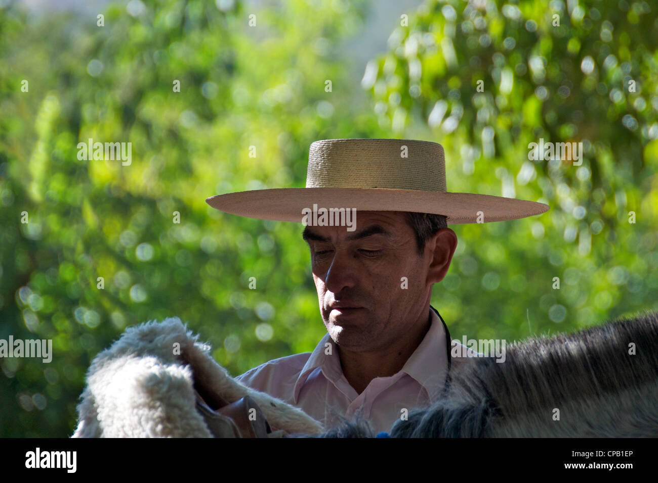 Portrait en gros la préparation Gaucho El Ingenio chevaux Cajon del Maipo Chili Banque D'Images