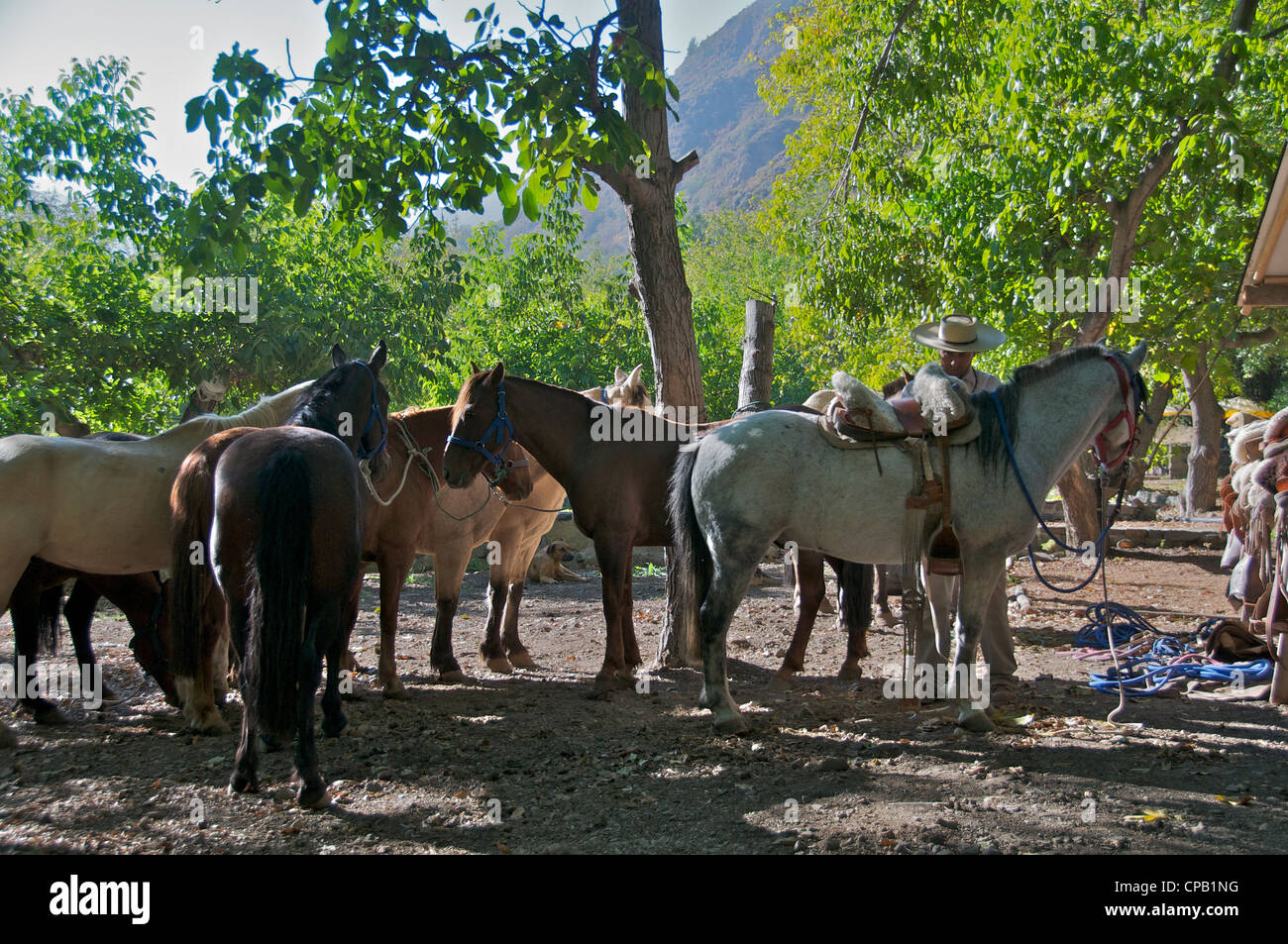 Les chevaux de selle El Ingenio cajón del Maipo Chili Banque D'Images