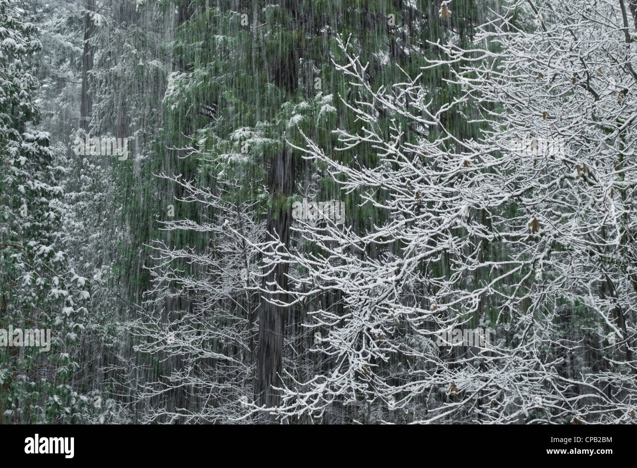 Forêt de chêne noir, cornouiller, Madrone, et le cèdre est comblé par un printemps tardif de neige. Le nord de la Californie. Banque D'Images