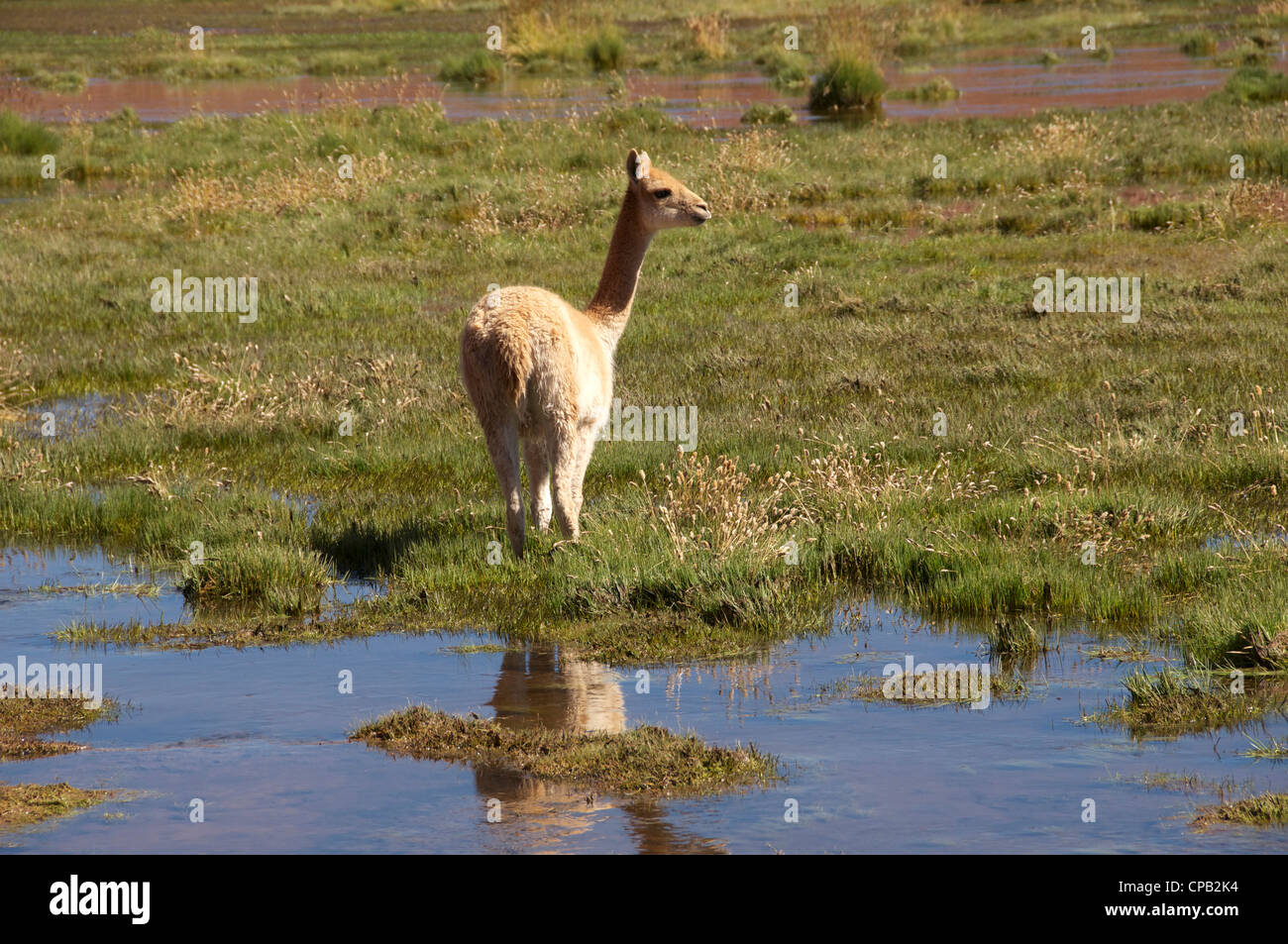 Les jeunes vigognes Altiplano Andes Chili Haut Banque D'Images