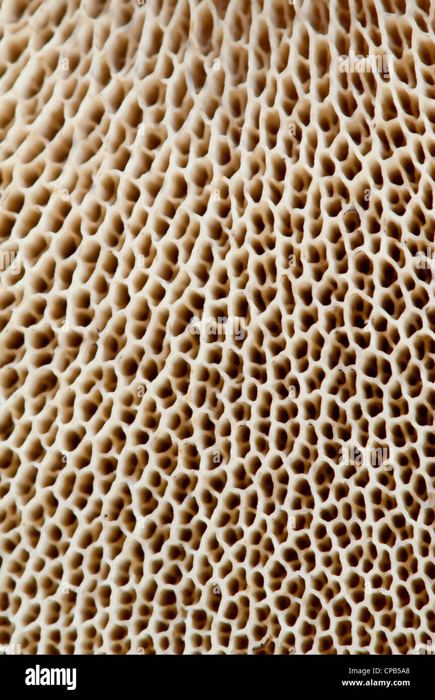 Tubes de spores sur la face inférieure du champignon : Boletus sp. Banque D'Images