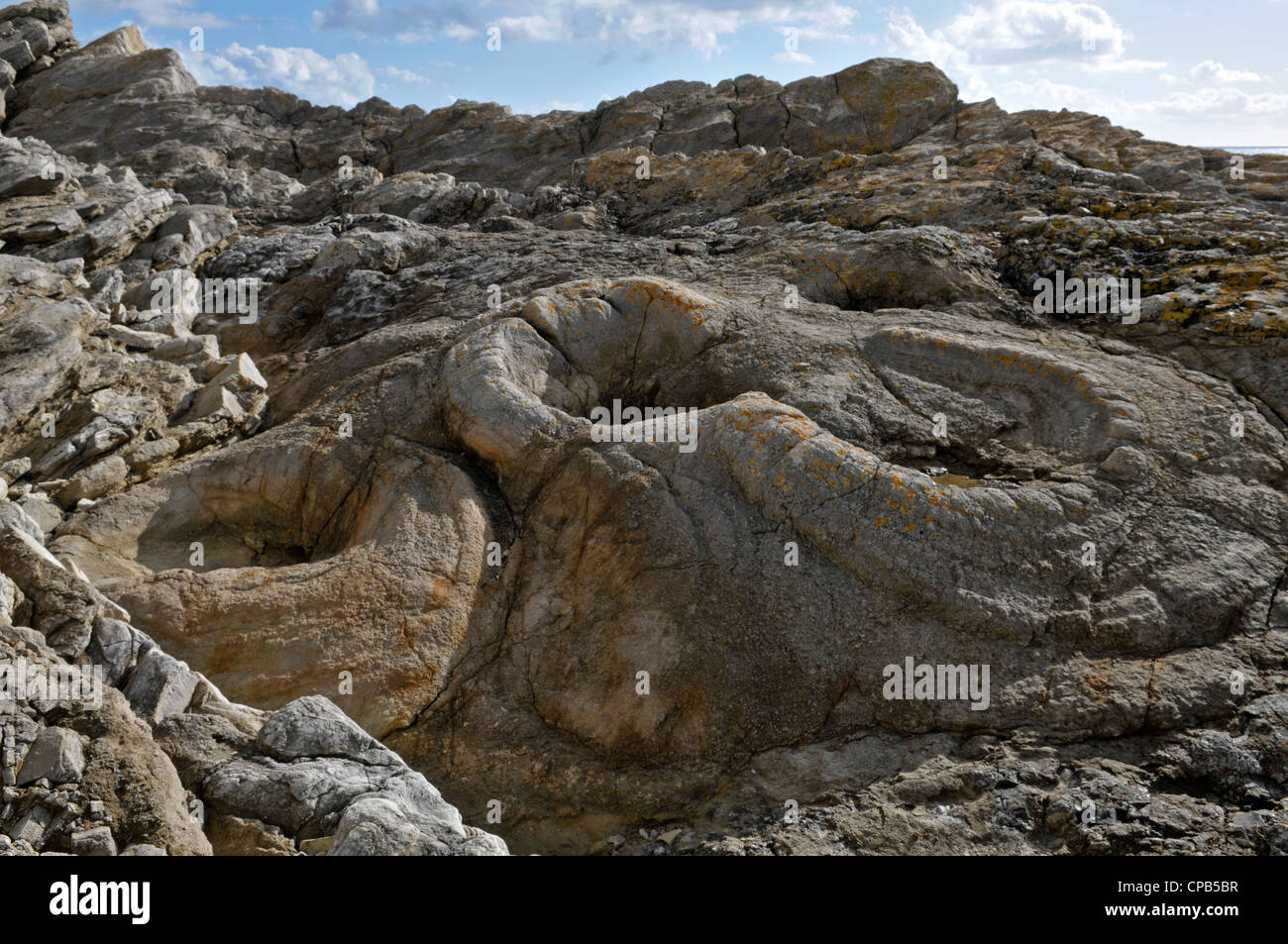 Forêt fossile de Lulworth Cove,, Dorset, Engalnd Banque D'Images