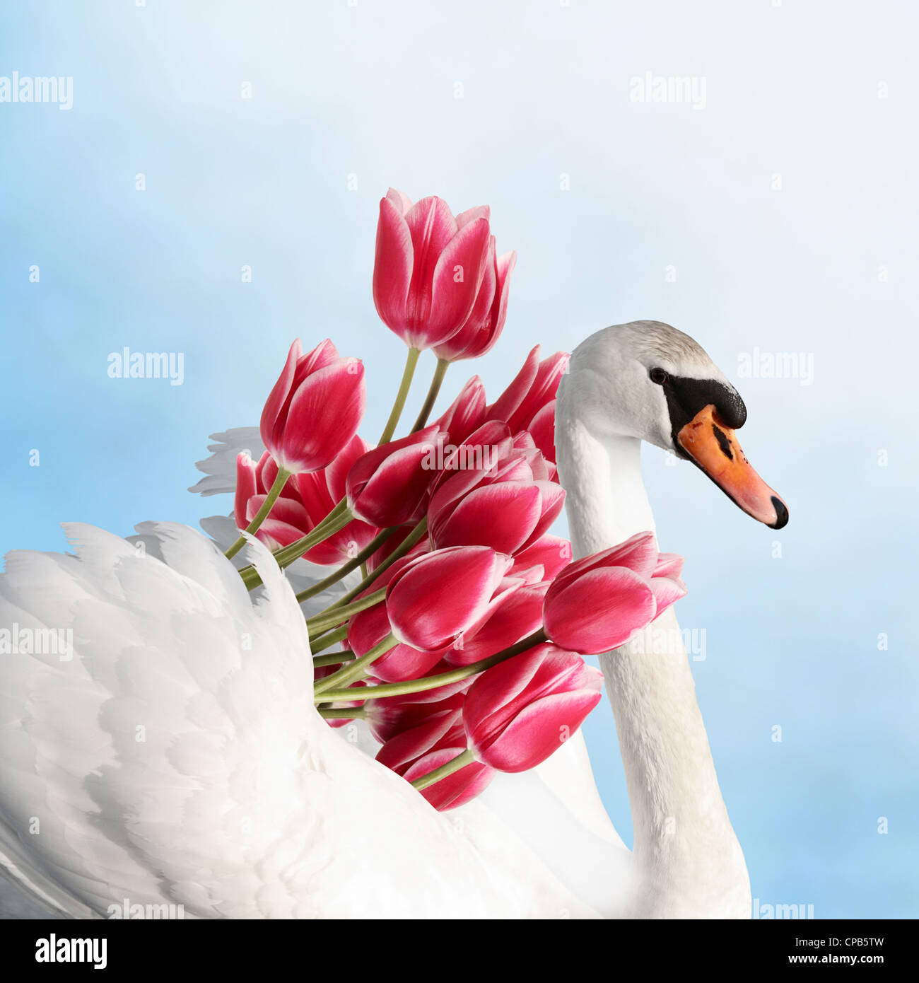 Concept de félicitations. Swan dans l'eau avec bouquet de fleurs Banque D'Images