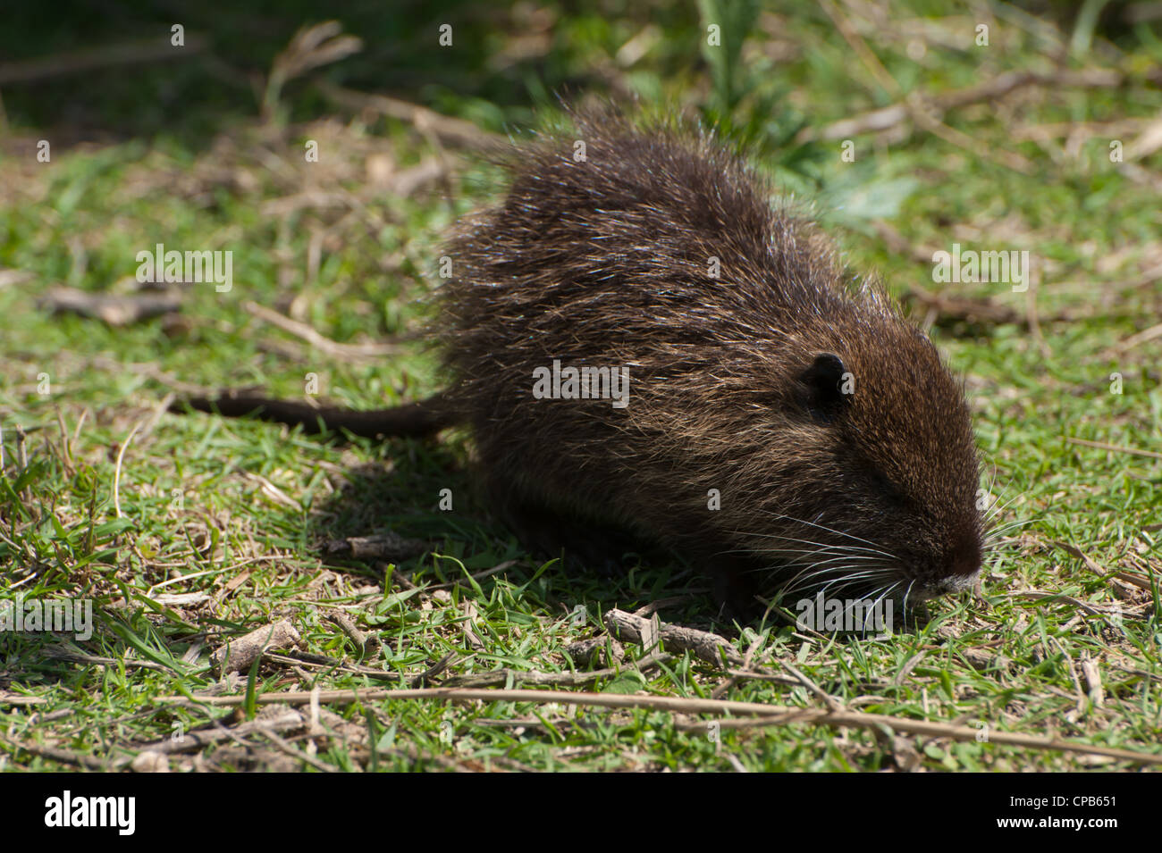 Un Bebe Ragondin Myocastor Coypus Broute Dans La Vallee De Hula Reserve Naturelle Dans La Region De Galilee Dans Le Nord D Israel Photo Stock Alamy