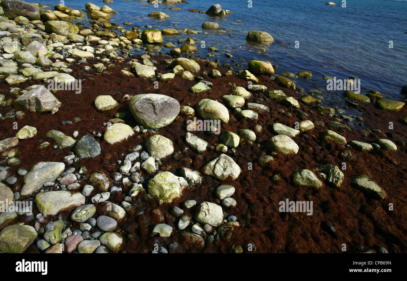 Île de Moen au Danemark : Pierres et plage juste en dessous de la falaise de craie Banque D'Images
