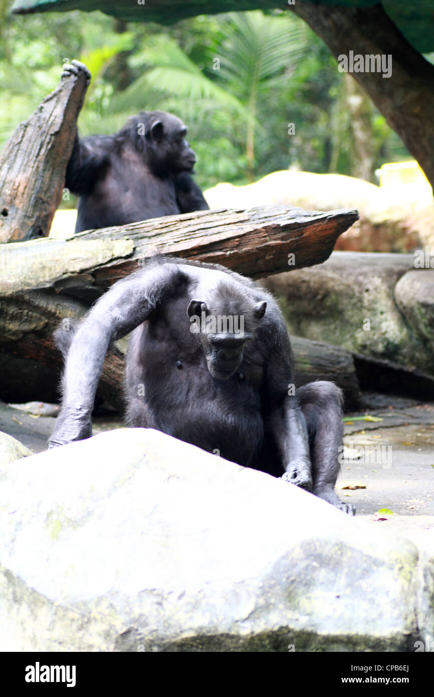 Le chimpanzé dans Safari Banque D'Images