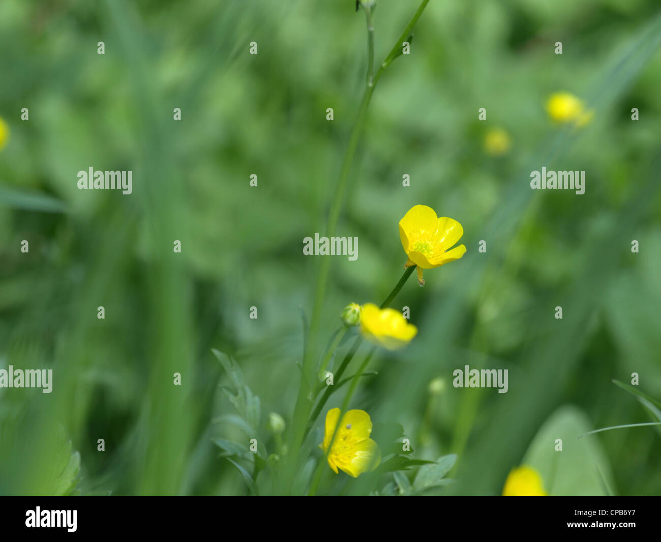 / Renoncule rampante Ranunculus repens / Kriechender Hahnenfuß Banque D'Images