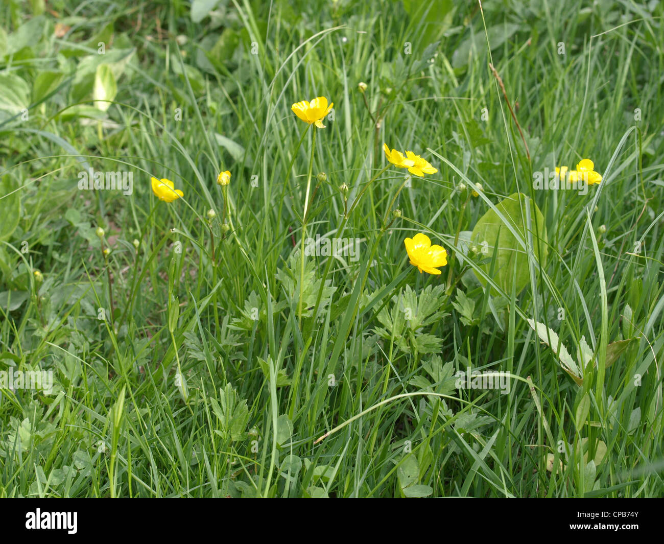 / Renoncule rampante Ranunculus repens / Kriechender Hahnenfuß Banque D'Images