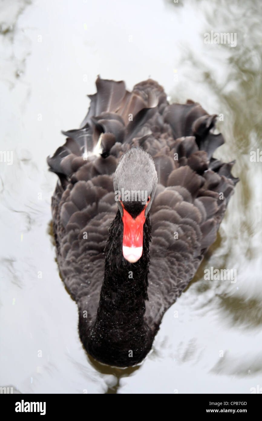 Black Swan dans la piscine Banque D'Images