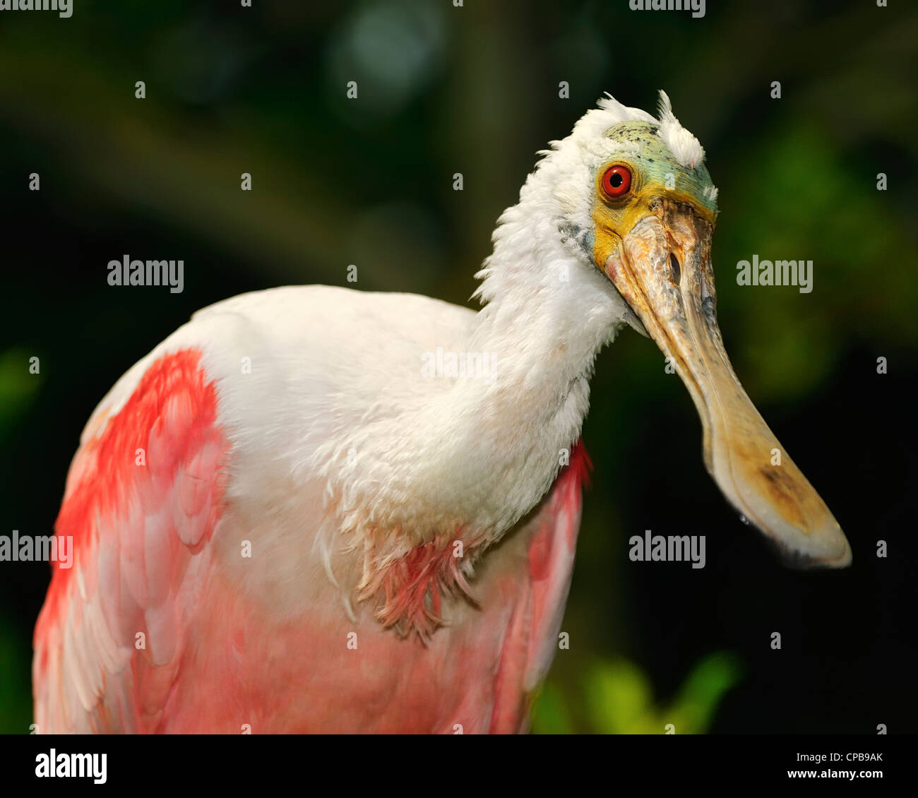 Roseate Spoonbill (Platalea ajaja, Rosalöffler). Papiliorama, Kerzers FR, Suisse Banque D'Images