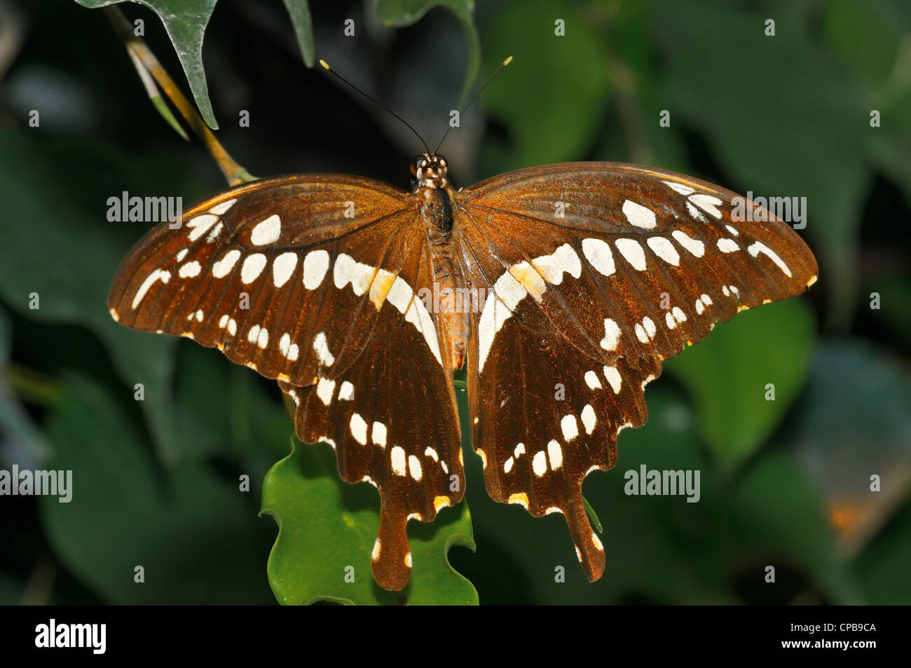 L'Constantine Papilio constantinus) est un papillon de la Famille des Papilionidae. Il est constaté en Afrique subsaharienne Banque D'Images