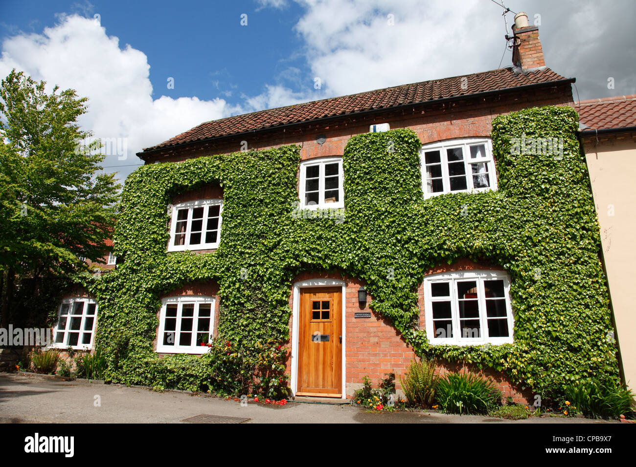 Un couvert de lierre cottage dans un village du Royaume-Uni. Banque D'Images