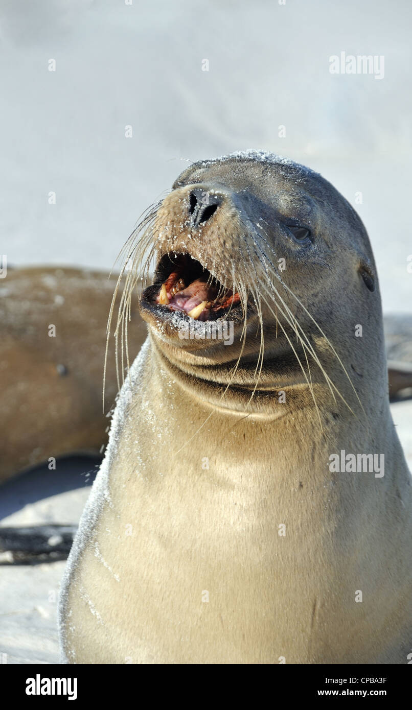 Sea Lion Roaring bull Banque D'Images