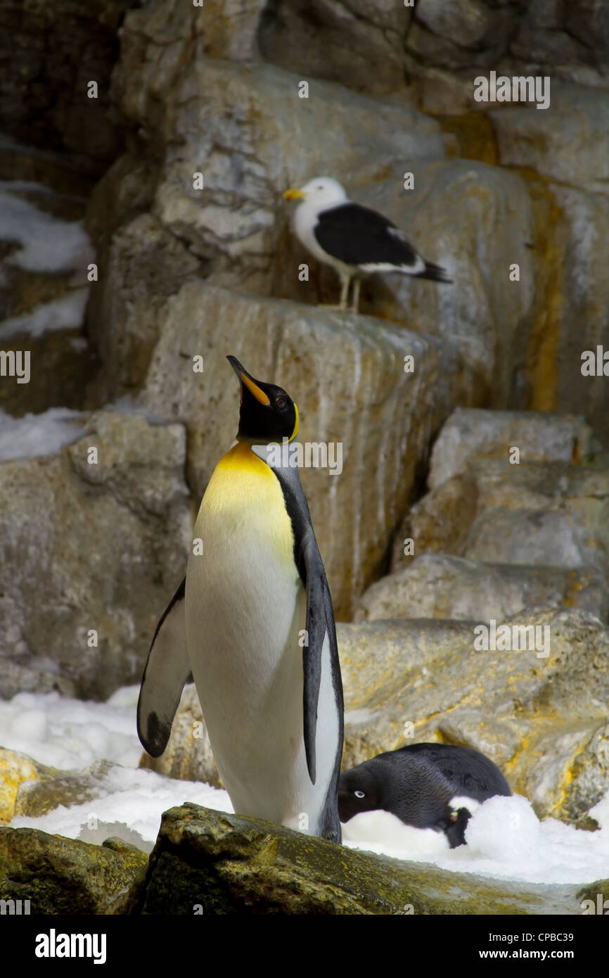 Les pingouins au zoo, retenu en captivité dans l'environnement Banque D'Images