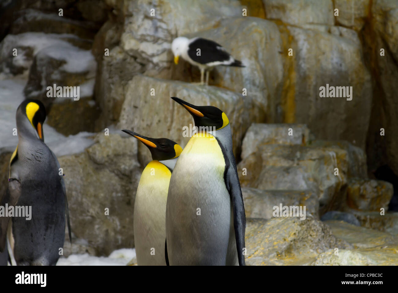 Les pingouins au zoo, retenu en captivité dans l'environnement Banque D'Images