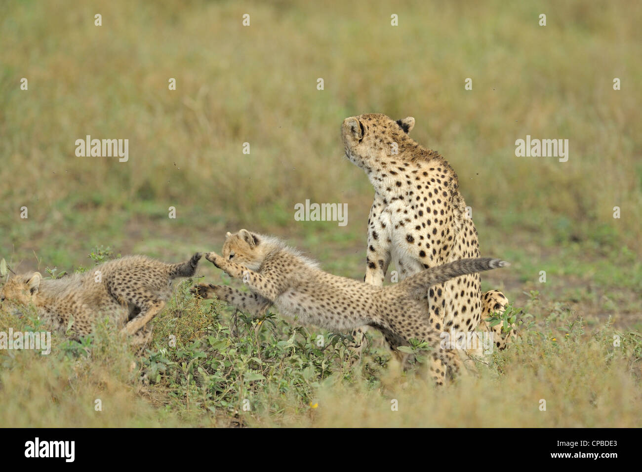 La famille guépard dans une humeur enjouée dans les prairies de la région de Ndutu Ngorongoro Conservation Area en Tanzanie, Afrique du Nord Banque D'Images