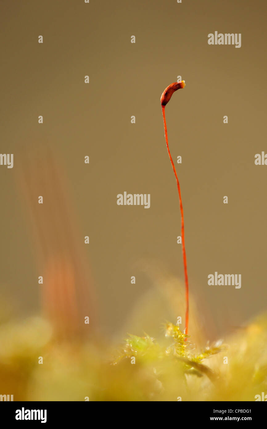 Close-up de Haircup moss. Banque D'Images