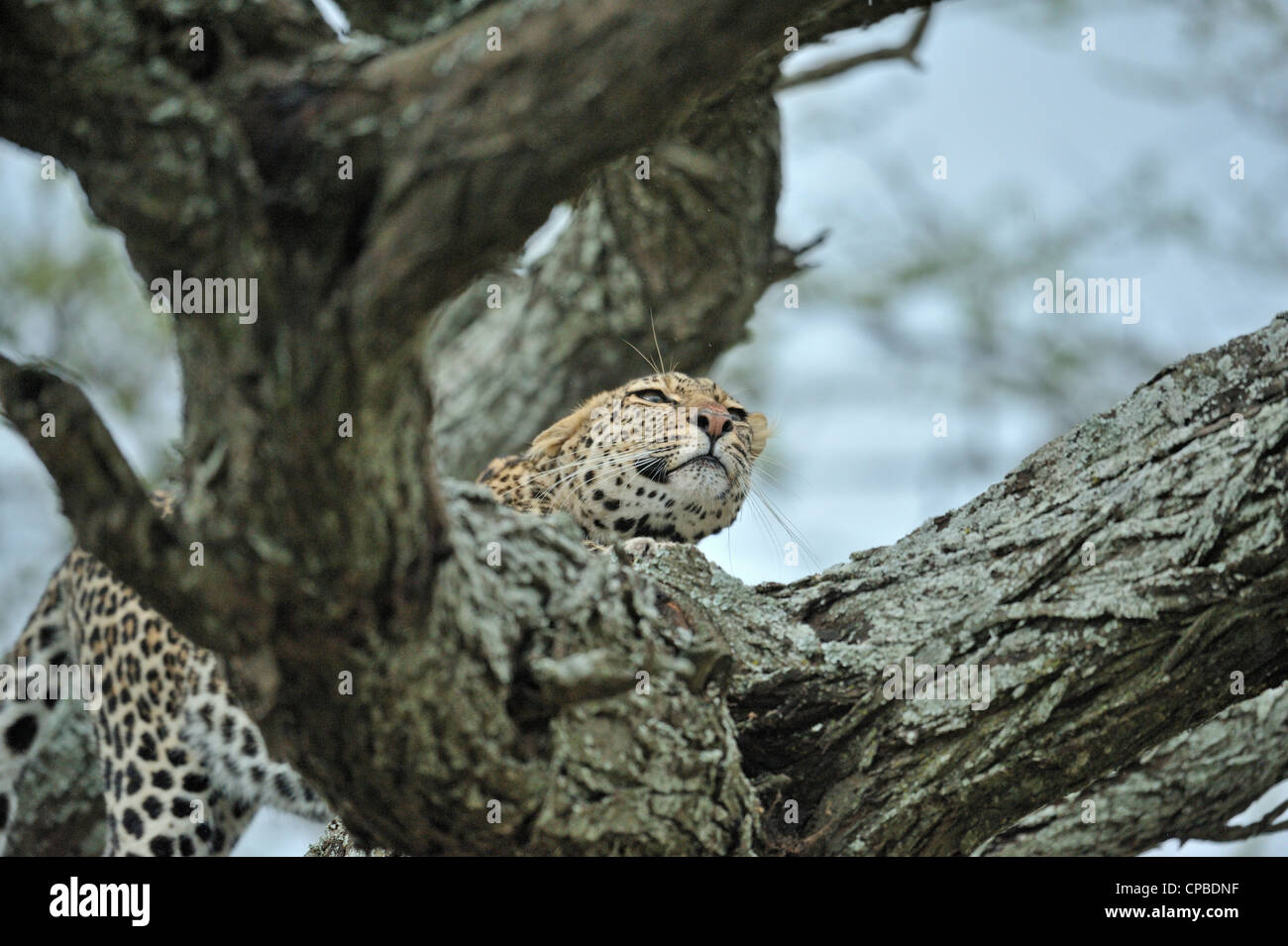 African Leopard (Panthera pardus pardus) sur un arbre à Ndutu Ngorongoro Conservation Area, en Tanzanie du nord Banque D'Images