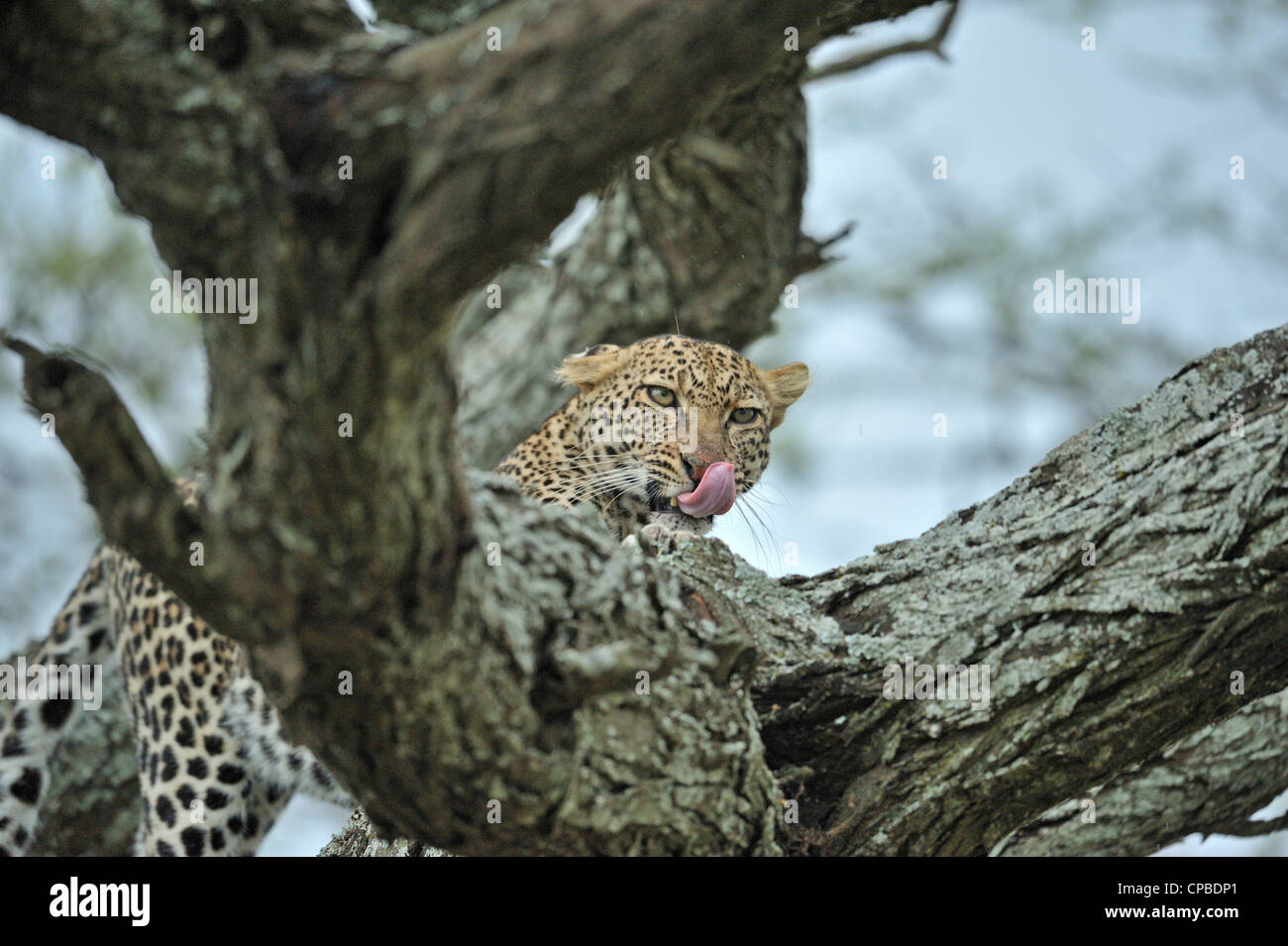African Leopard (Panthera pardus pardus) sur un arbre à Ndutu Ngorongoro Conservation Area, en Tanzanie du nord Banque D'Images