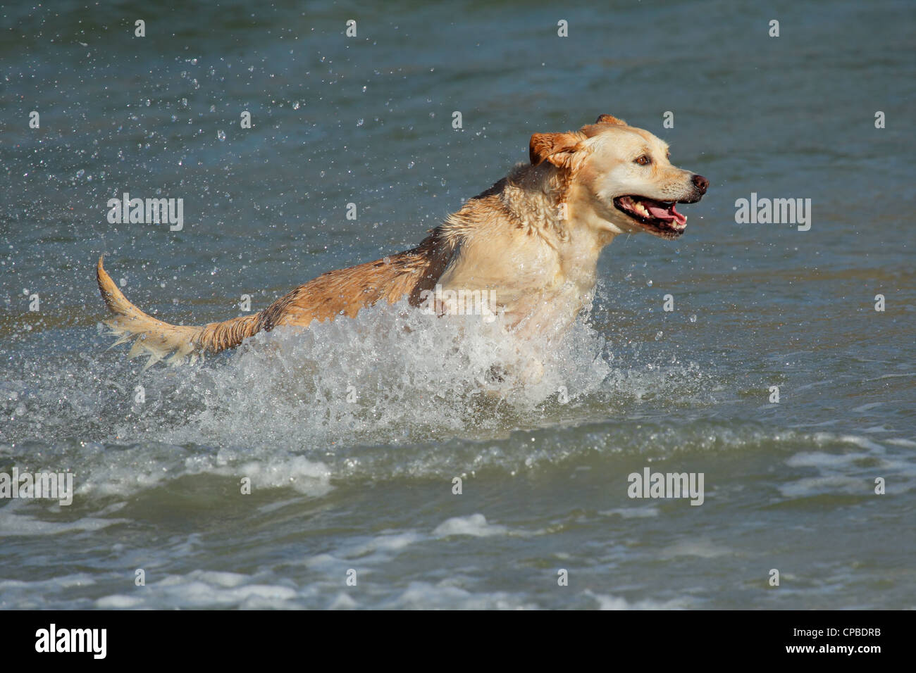 Golden retriever exécutant et jouant dans l'eau peu profonde sur la plage Banque D'Images