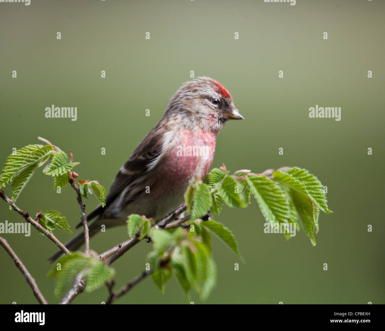 Close up d'un Sizerin flammé Carduelis cabaret moindre mâle fka (une sous-espèce de Sizerin flammé) sur un rameau de noisetier. Fond diffus. Banque D'Images