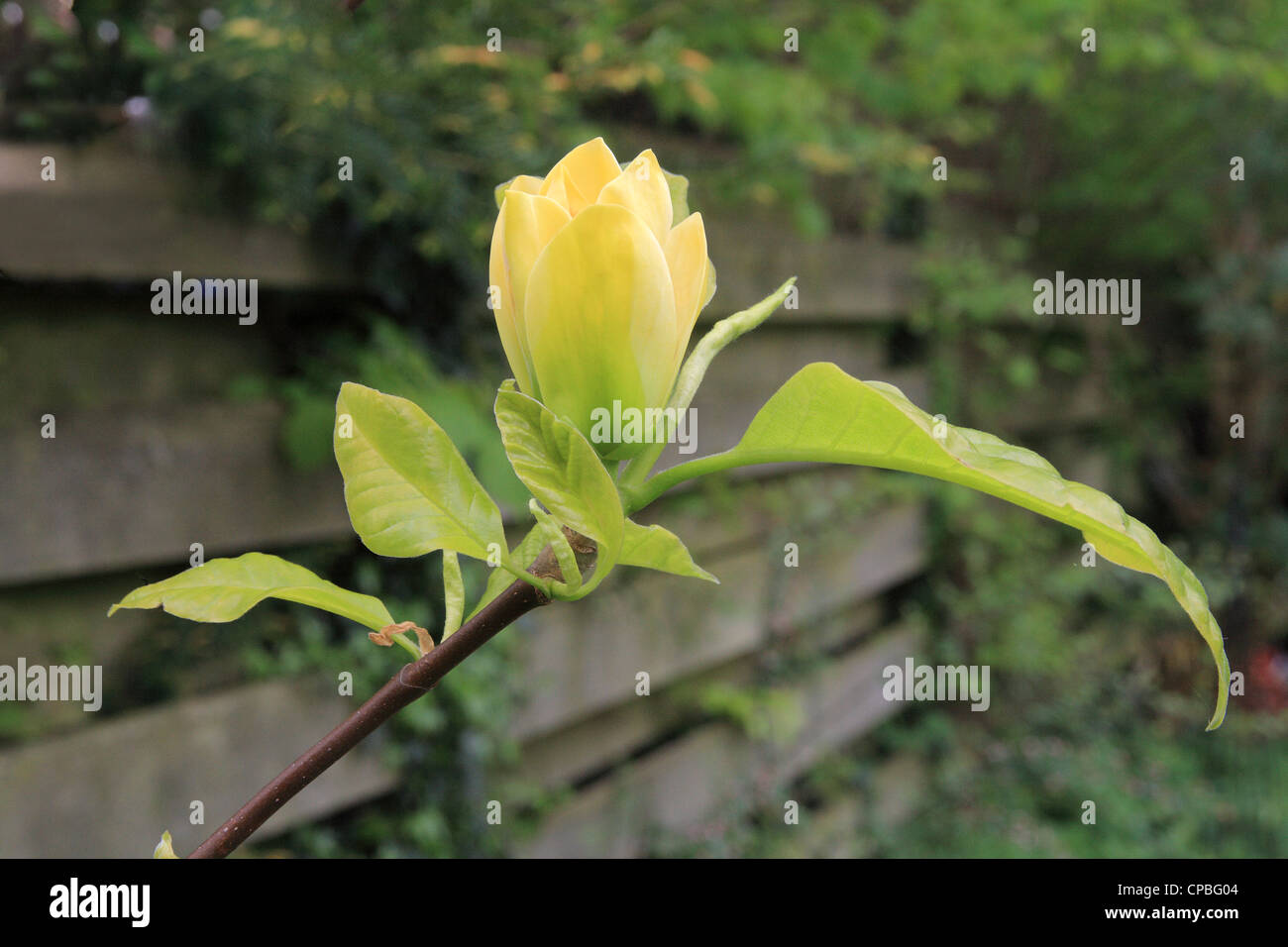 Magnolia 'Yellow Bird', un hybride entre Magnolia acuminata Magnolia x brooklynensis 'Evamaria' en fleurs au printemps Banque D'Images