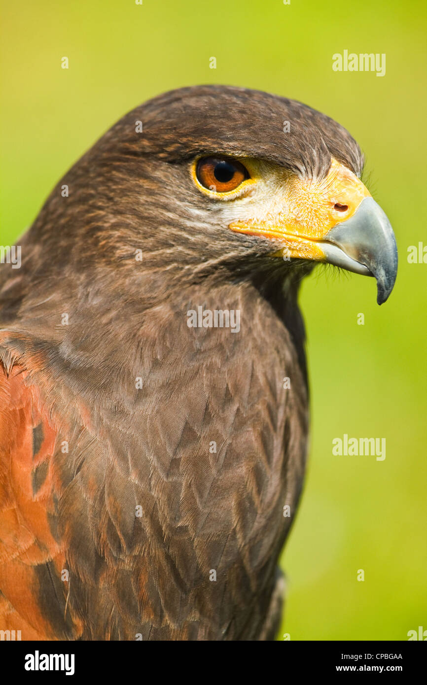 Tête de Harris Parabuteo unicinctus Hawk ou en vue de l'angle latéral - appelé aussi Baywinged- poussiéreux ou hawk Banque D'Images
