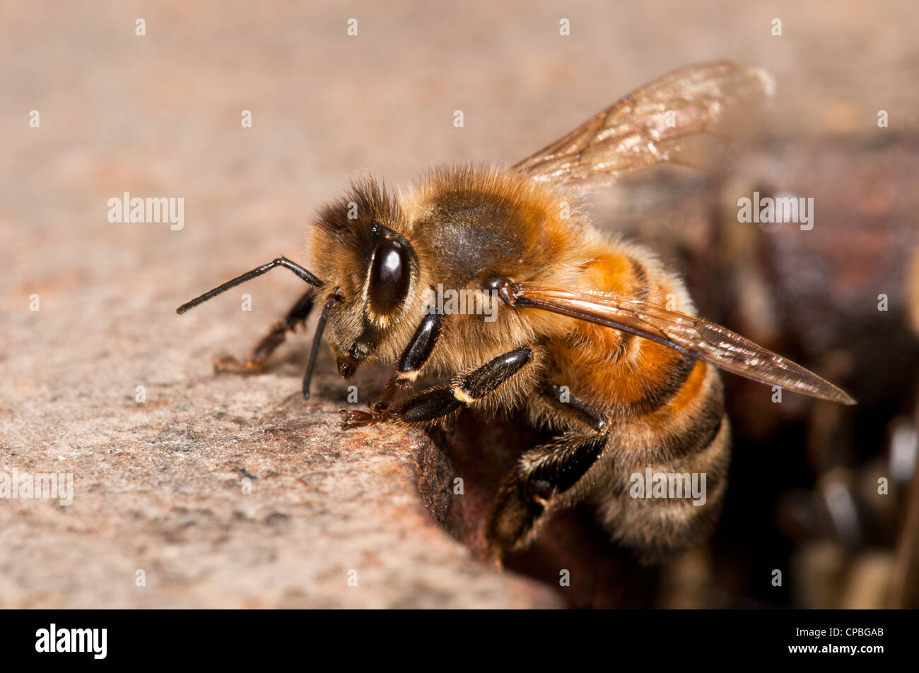 Un travailleur d'une abeille domestique (Apis mellifera) quitte le nid pour aller se nourrir. Nature Rerserve glosas emilianenses, Bexley, Kent. Juin Banque D'Images