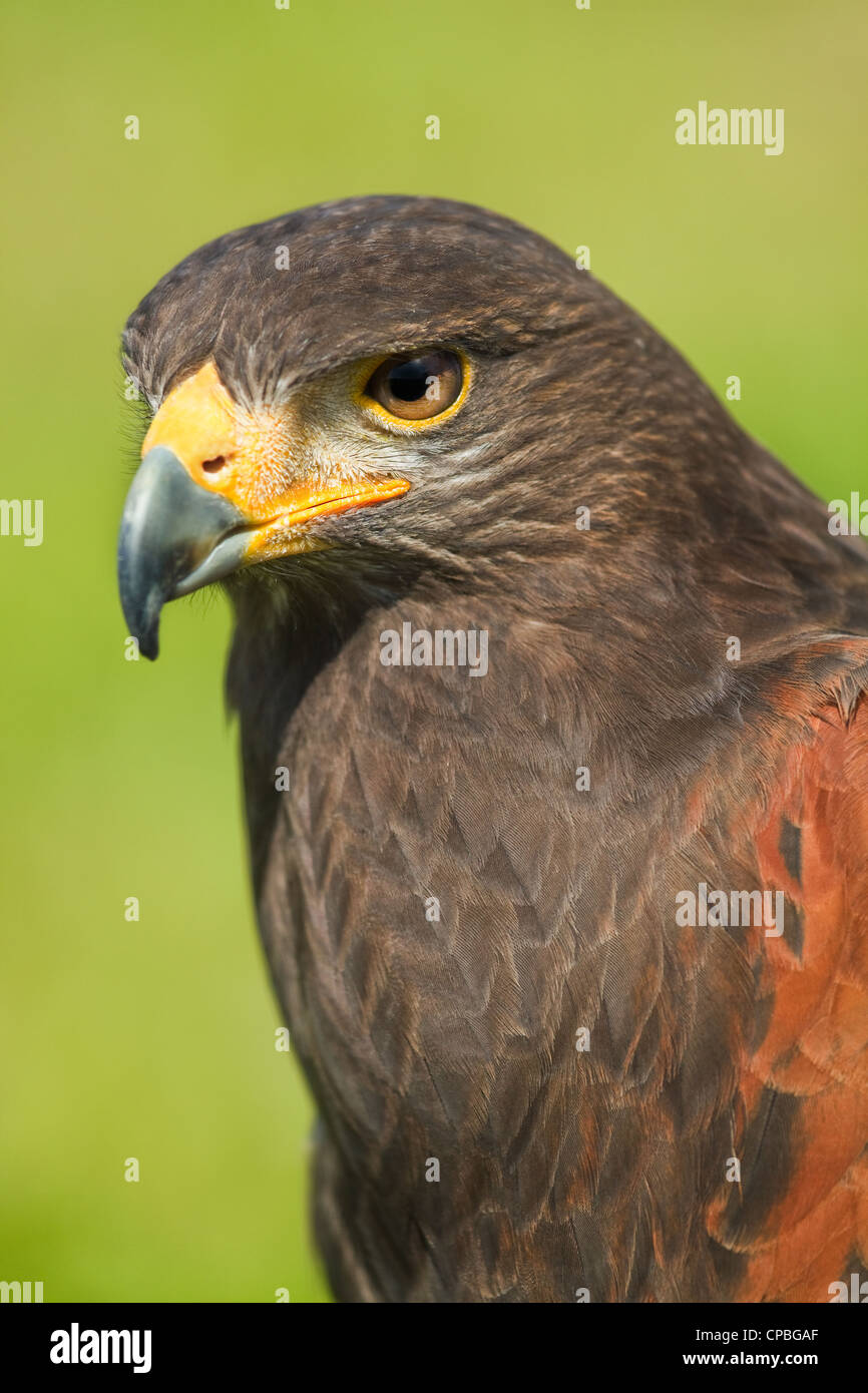 Tête de Harris Parabuteo unicinctus Hawk ou en vue de l'angle latéral - appelé aussi Baywinged- poussiéreux ou hawk Banque D'Images