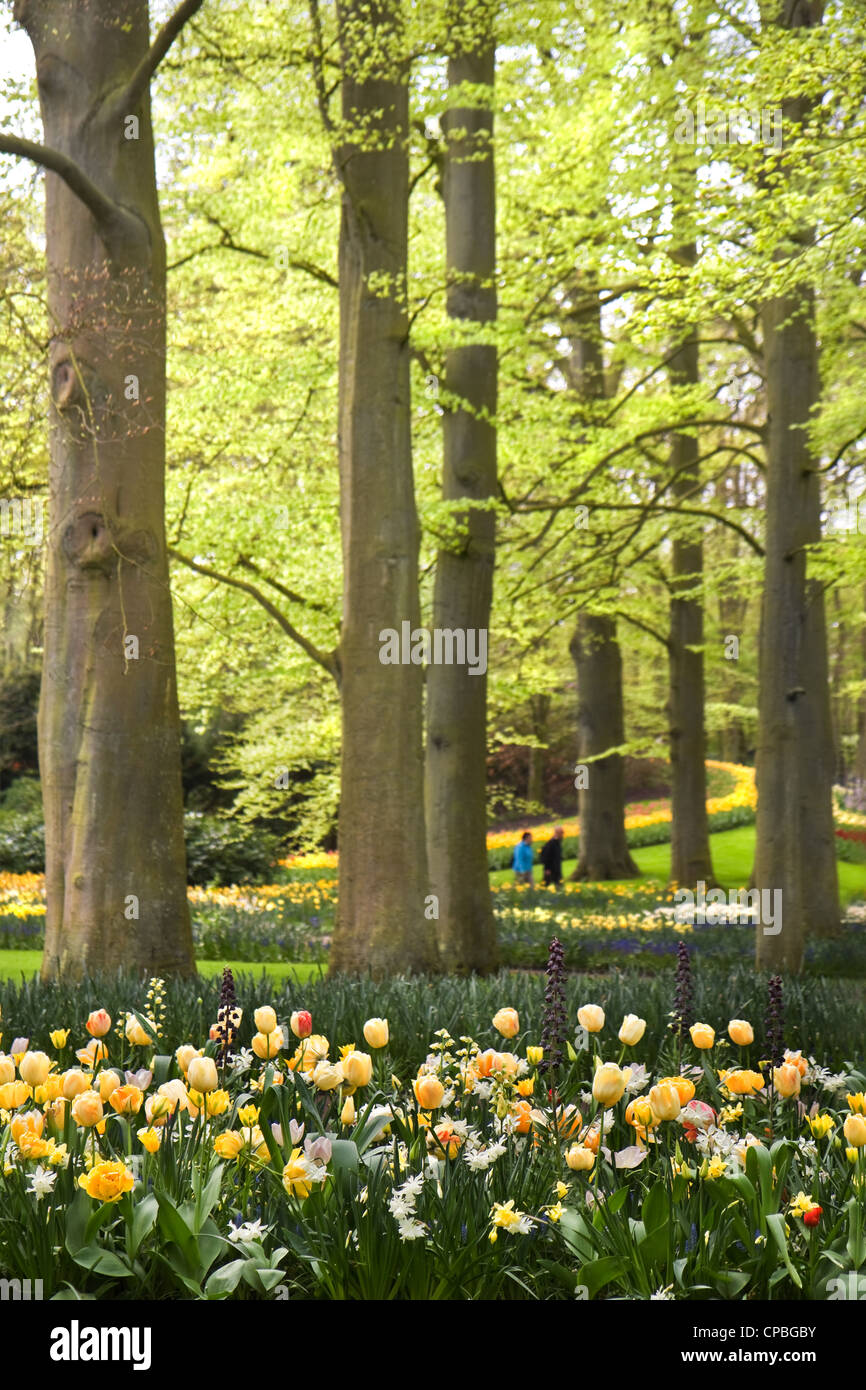 Parc avec des tulipes, narcisses et Frittilaria fleurs de printemps dans le cadre de l'ancienne beechtrees Banque D'Images