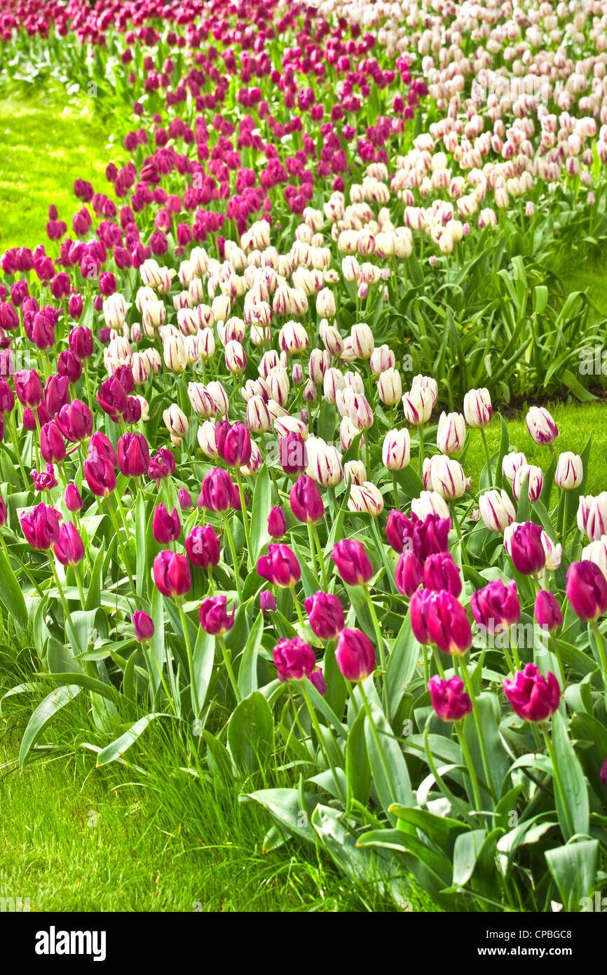Belles tulipes violet et blanc dans le jardin de printemps Banque D'Images