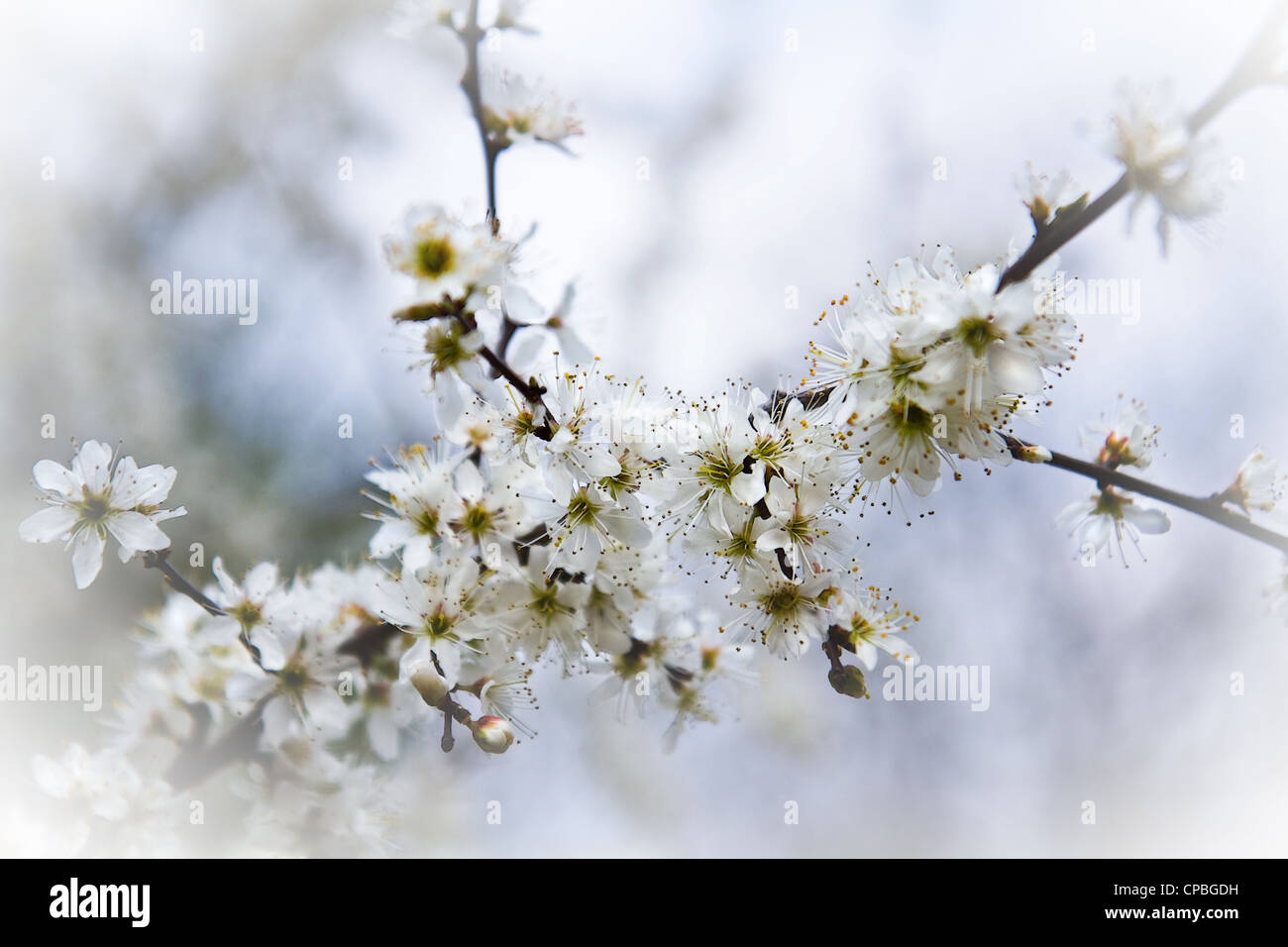 Fleurs blanches sur prunellier, Prunus spinosa Prunelle ou au début du printemps Banque D'Images