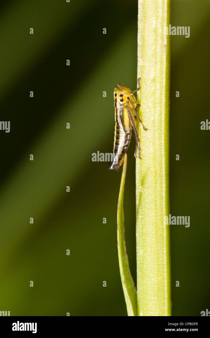 Un froghopper Philaenus spumarius (commune) perché sur la tige d'une orchidée tachetée (Dactylorhiza fuchsii) à Downe Bank. Banque D'Images