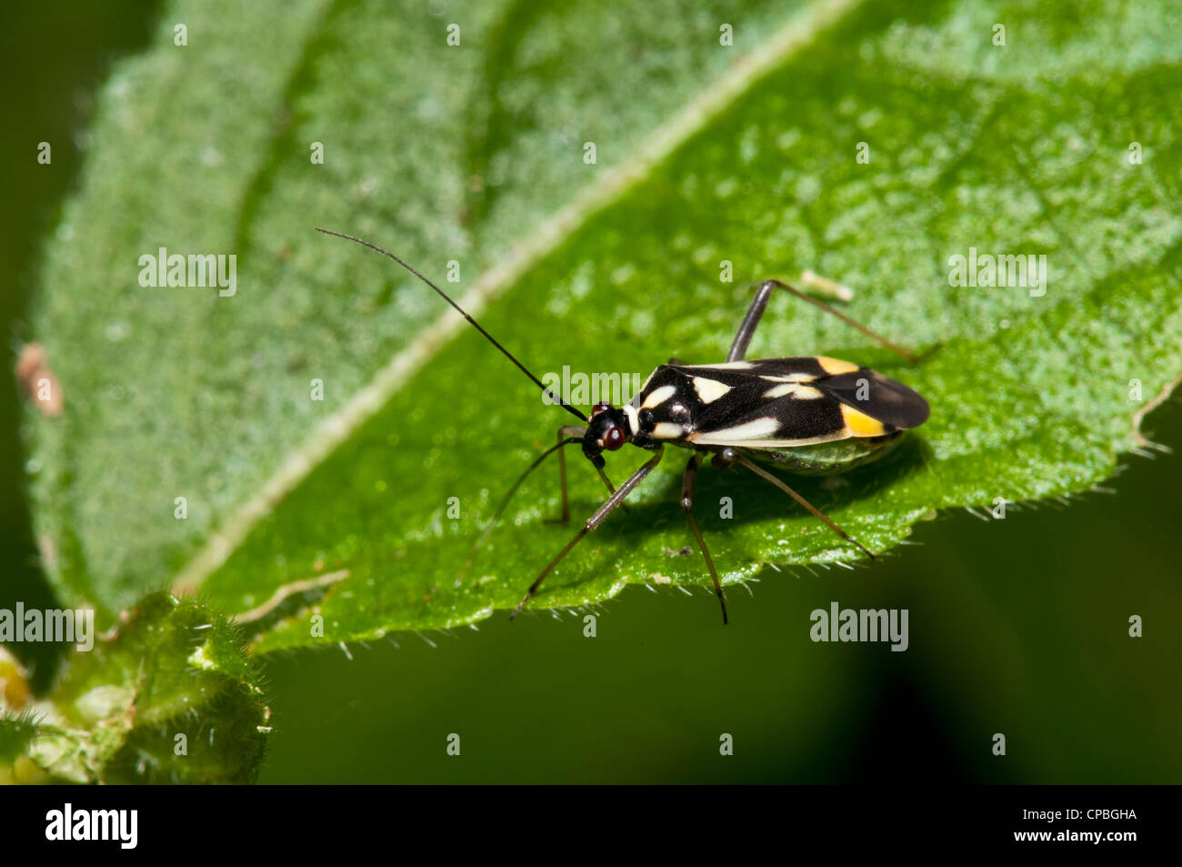 Une Punaises mirides (Grypocoris stysi) perché sur une feuille, à Downe Bank Réserve Naturelle, Kent. De juin. Banque D'Images