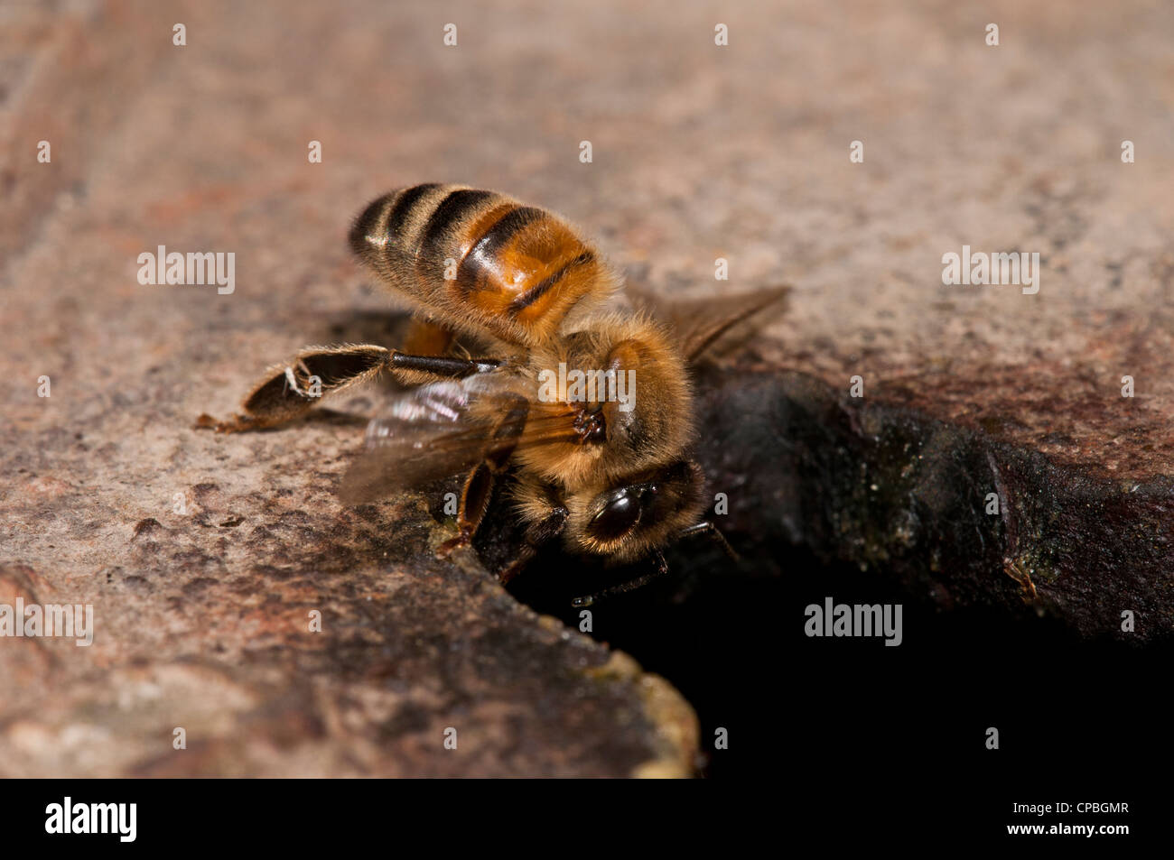 Un travailleur d'une abeille domestique (Apis mellifera) retourner au nid après la recherche de nourriture. Nature Rerserve glosas emilianenses, Bexley, Kent. Juillet. Banque D'Images