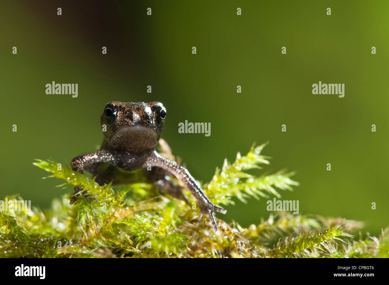 Un bébé qui vient de crapaud commun (Bufo bufo) grimpant sur un rameau couvert de mousse en belvédère, Kent. Juillet. Banque D'Images