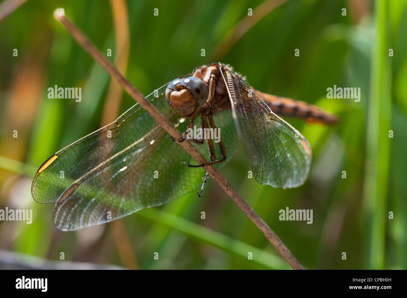 Une femelle Orthetrum coerulescens (skimmer carénées) perché sur une branche à Thursley Réserve naturelle nationale commune, Surrey. Juillet. Banque D'Images