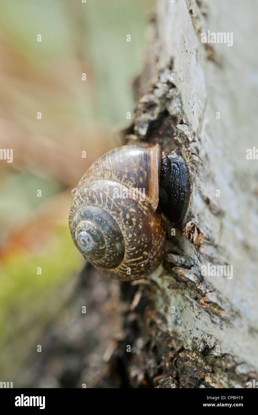 Snail attaché à une souche d'un arbre Banque D'Images