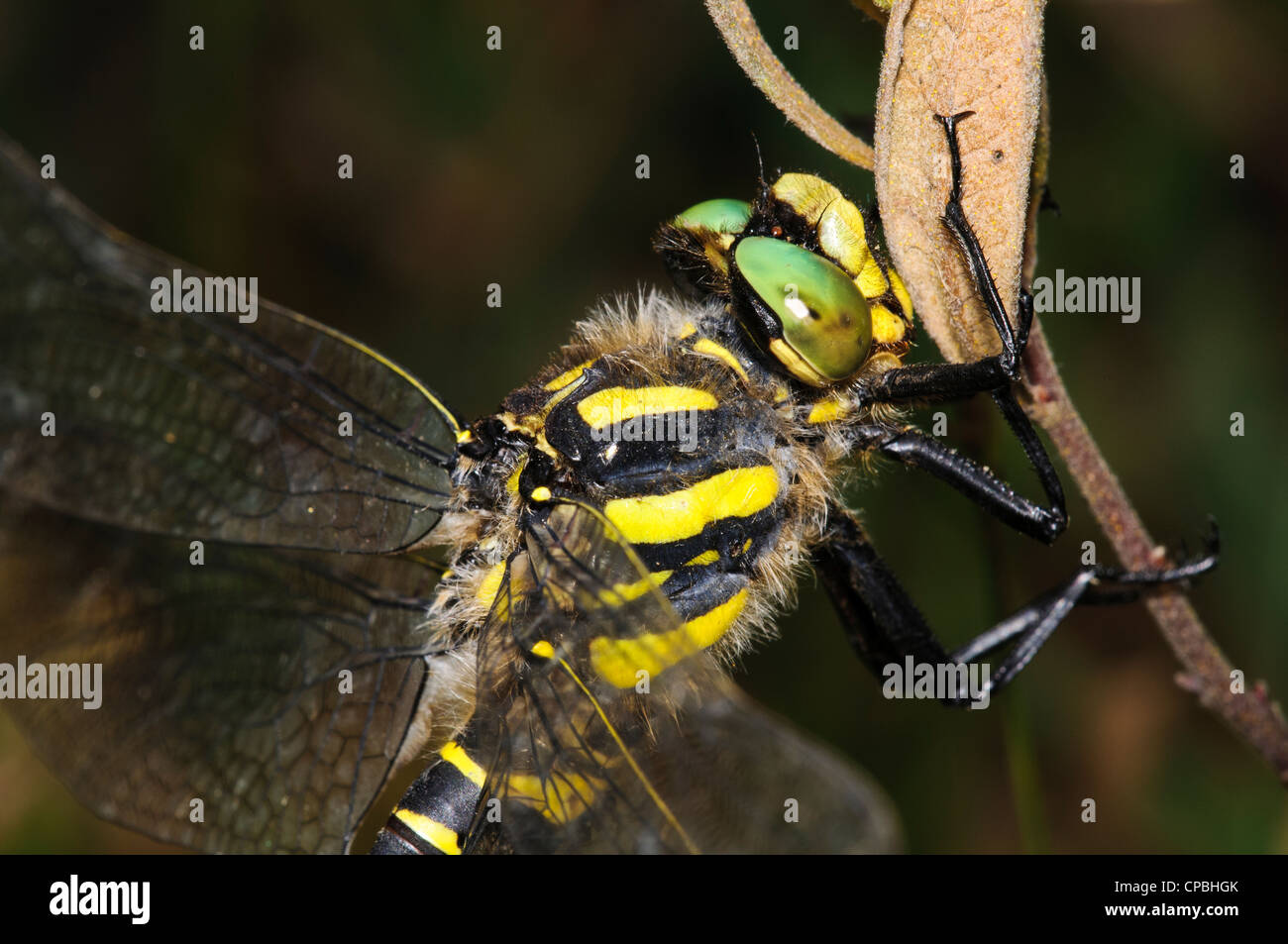 Un gros plan sur la tête d'un mâle golden-ringed dragonfly (Cordulegaster boltonii) perché sur une branche à Crockford Bridge Banque D'Images