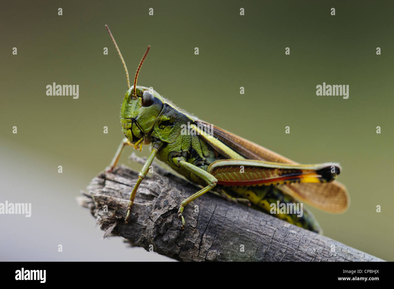 Une grande et le criquet (Stethophyma grossum) perché sur une brindille cassée à Crockford Bridge Banque D'Images