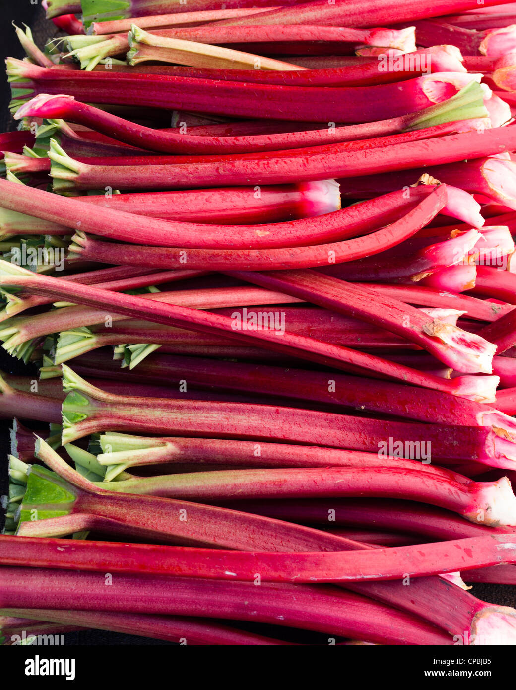 Un affichage des tiges de rhubarbe rouge récoltés et prêts à manger Banque D'Images
